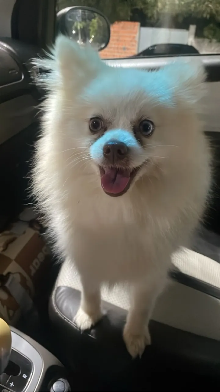 Spitz Alemão, para cruzar