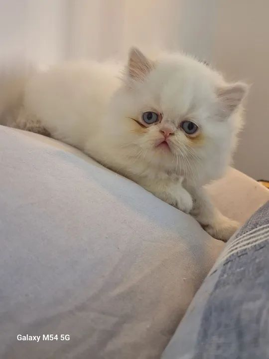 Gatinho Persa Himalaia macho  - Foto 2