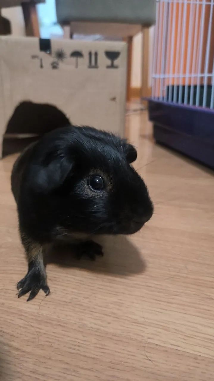 Porquinho da índia preto fofinho para adoção - Foto 3