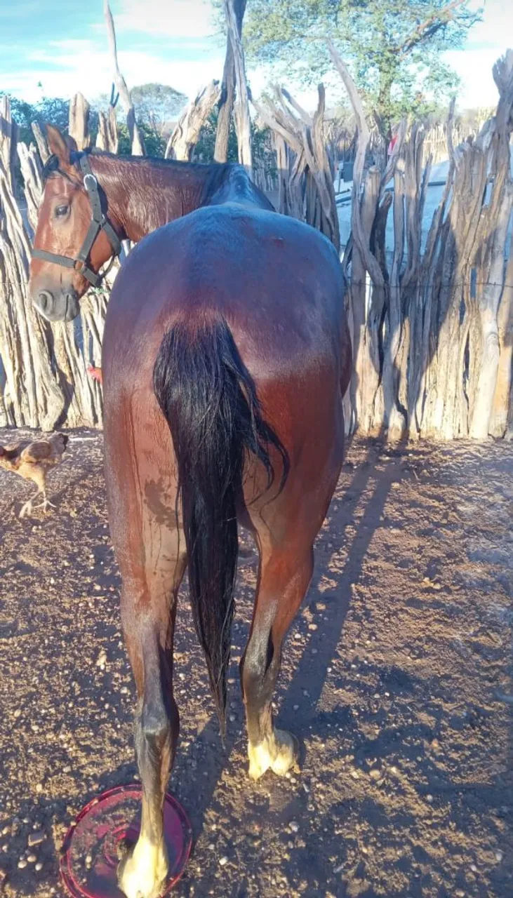 Cavalo mistiço