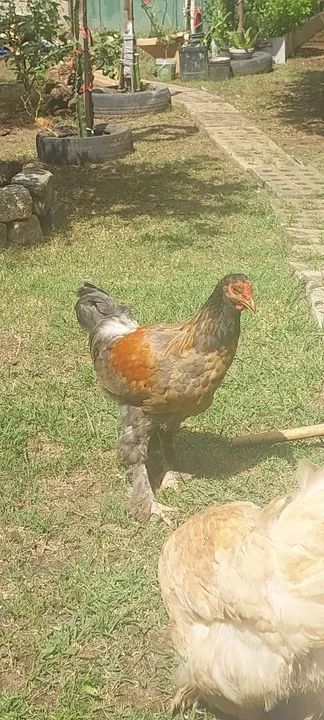 Frango brahma x caipira - Foto 5