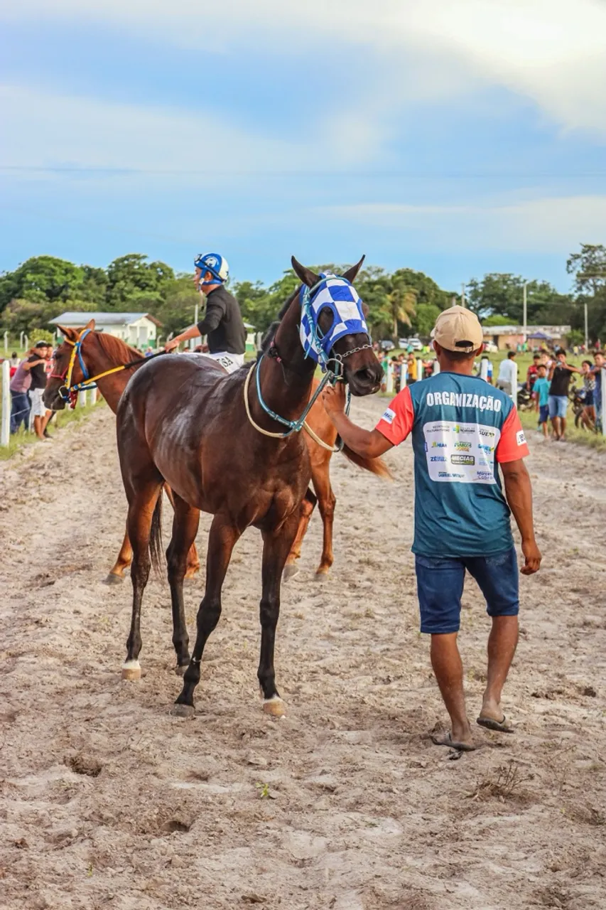 Cavalo de corrida