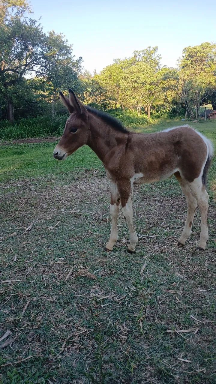 Vendo mula pampa exotica int chama no zap * 