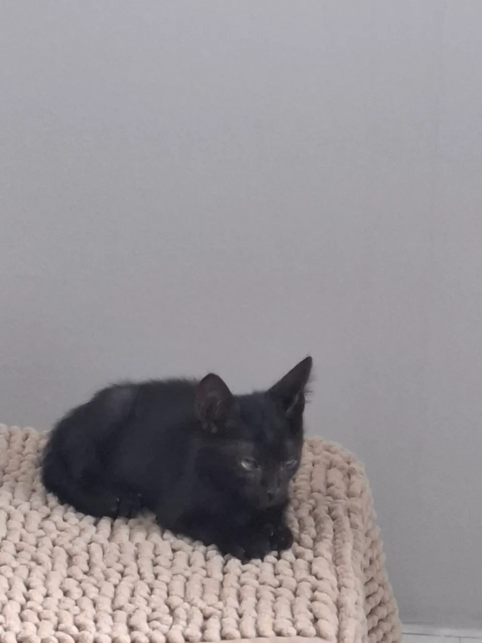 Casal de gatinhos ?