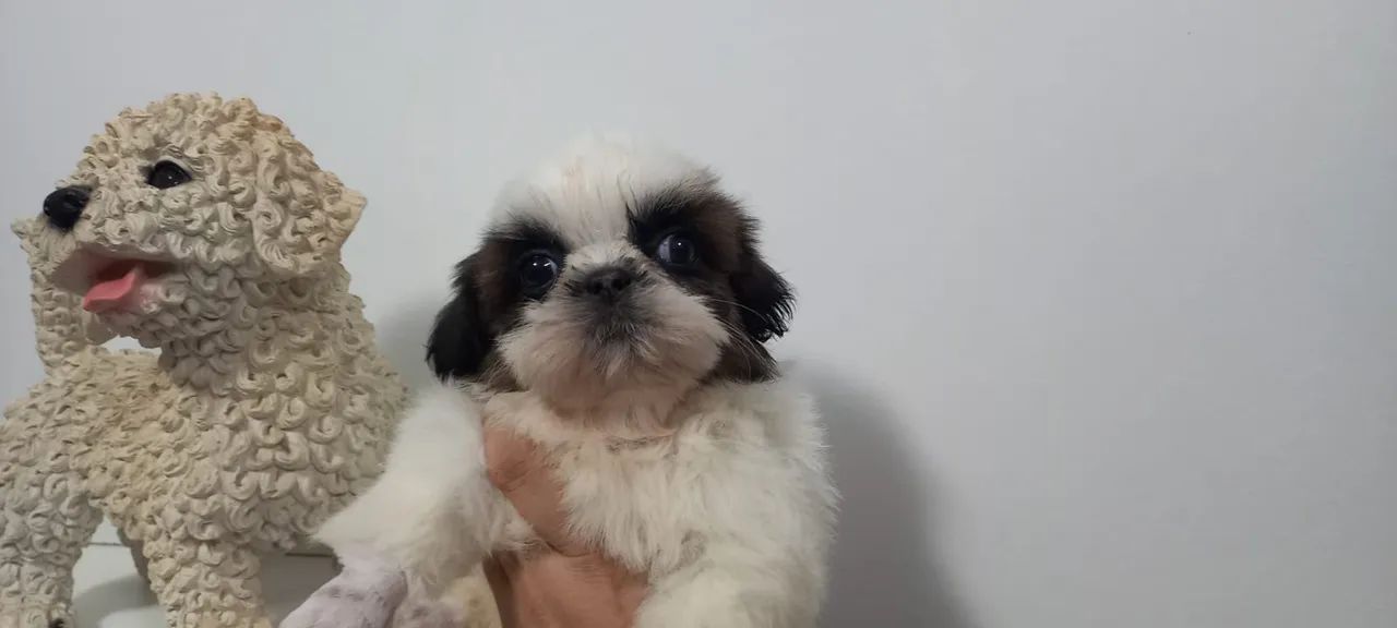 Shitzu femea e macho  - Foto 6