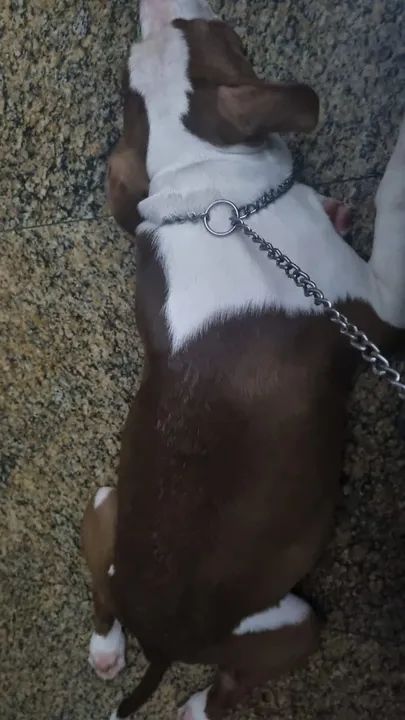 Filhote de Pitbull  - Foto 5