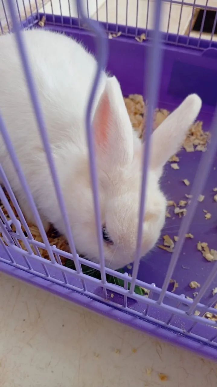 Mine coelho - Foto 3