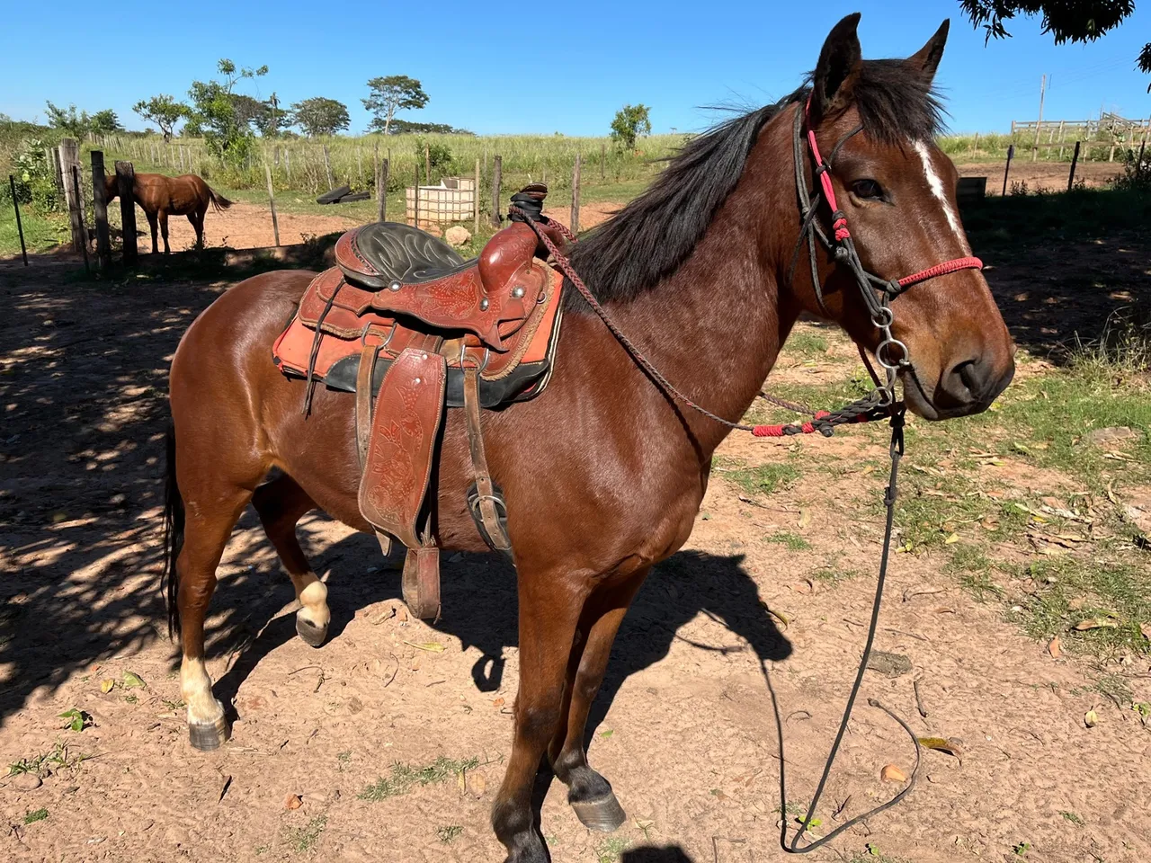 Cavalo mangalarga