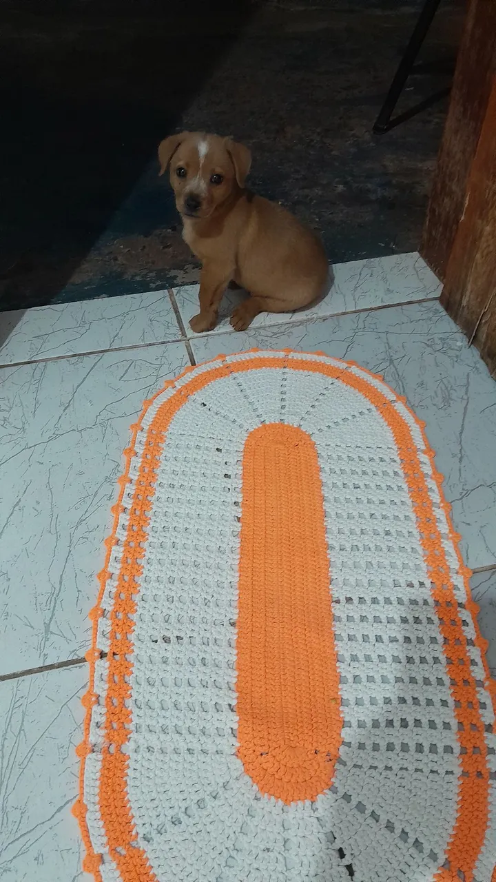 Vendo filhote labrador macho 3 meses