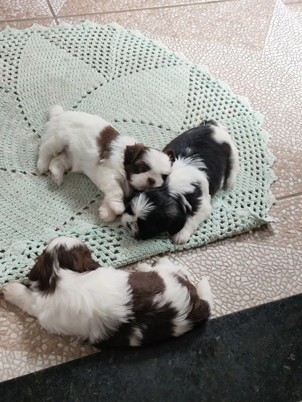 Filhotes Shih Tzu