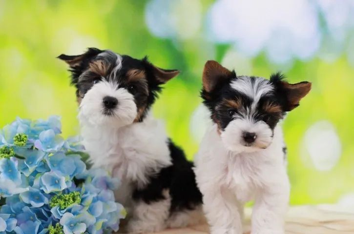 Biewer Terrier Macho Tricolor Compacto, Inteligente e Muito Afetuoso