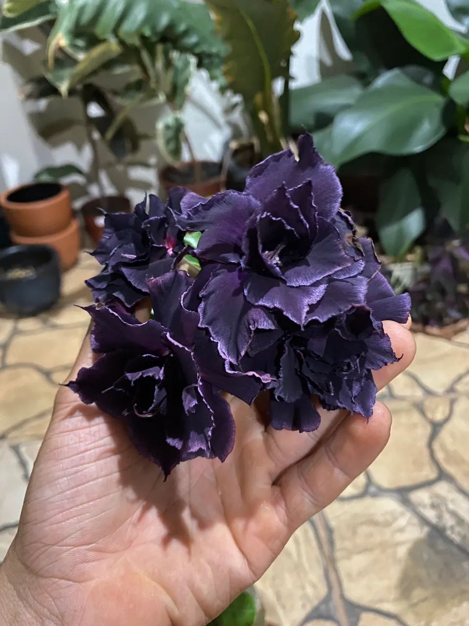 Rosa do deserto 
