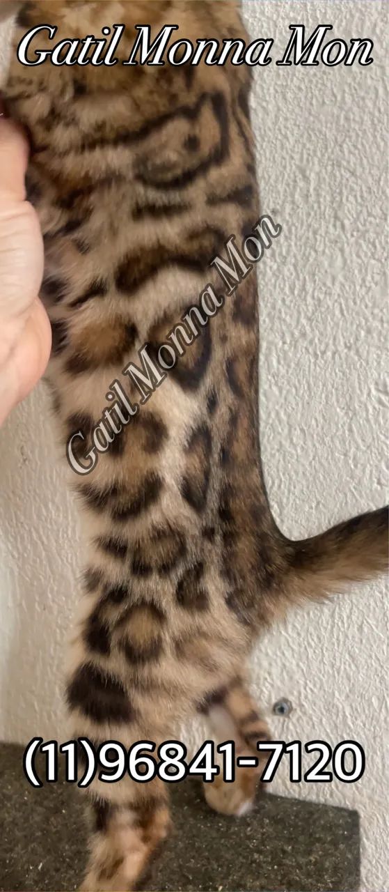 Bengal a pronta entrega, fotos reais e atuais  - Foto 5