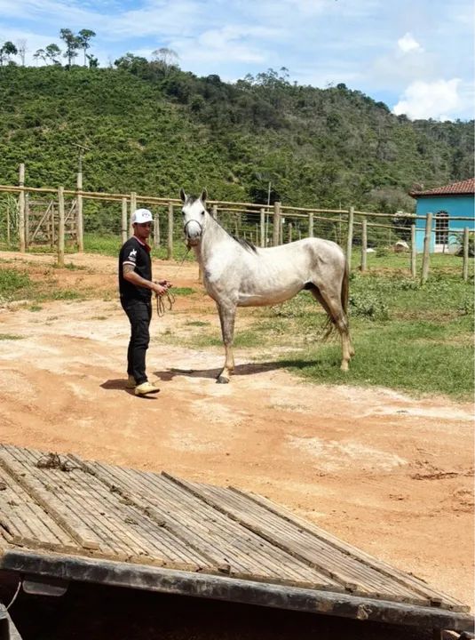 POTRO/CAVALO 3 anos e meio 