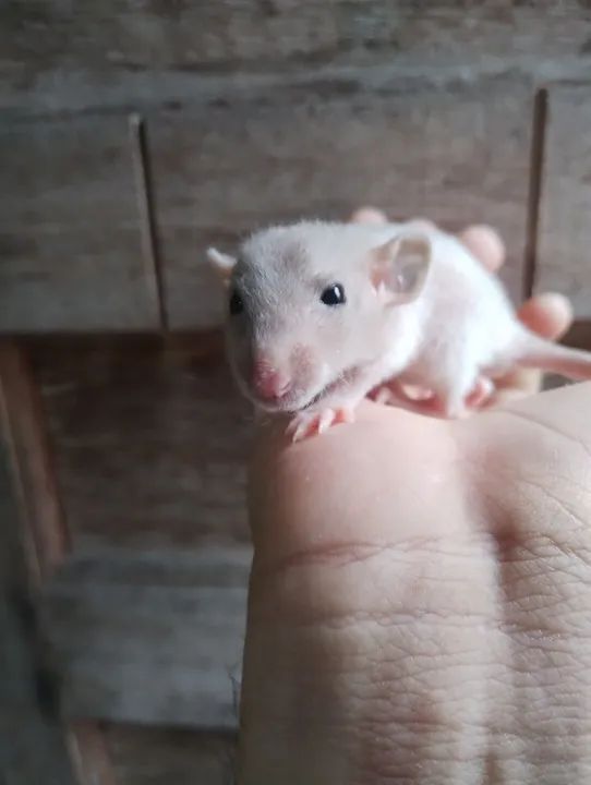 Ratinhos Twisters Dumbos  - Foto 3