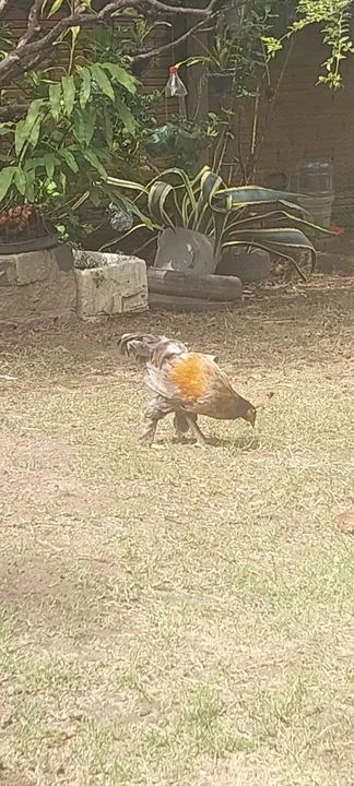 Frango brahma x caipira - Foto 4