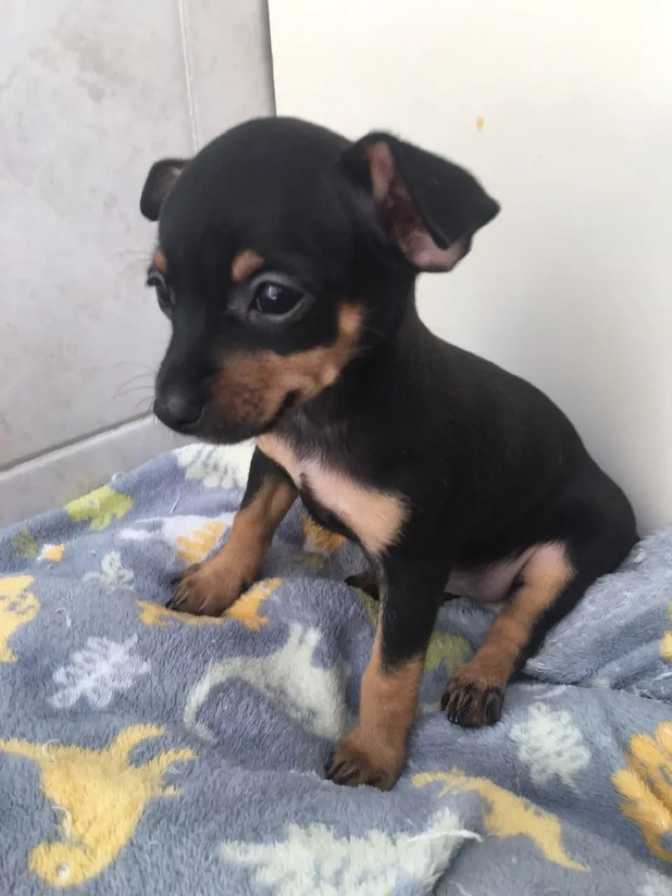 Filhotes Pinscher n 2  Fofos! - Foto 3