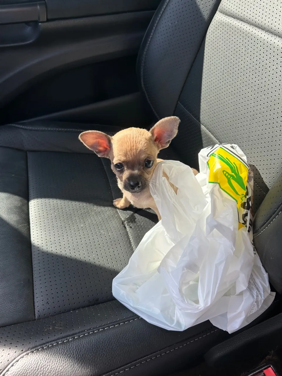 Filhote de pinsher com chihuahua.