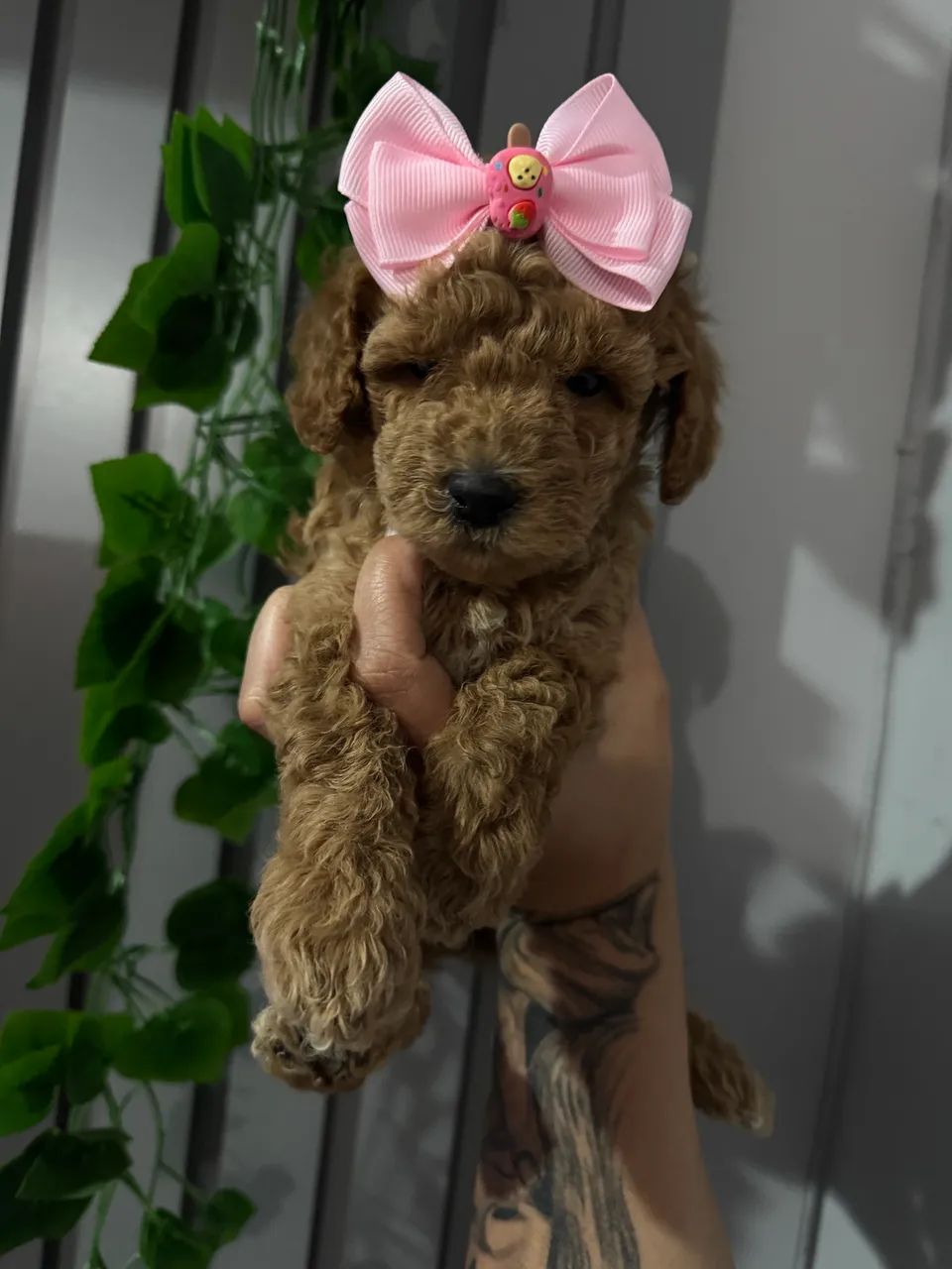Poodle Toy Red Top de Linha Vacinado