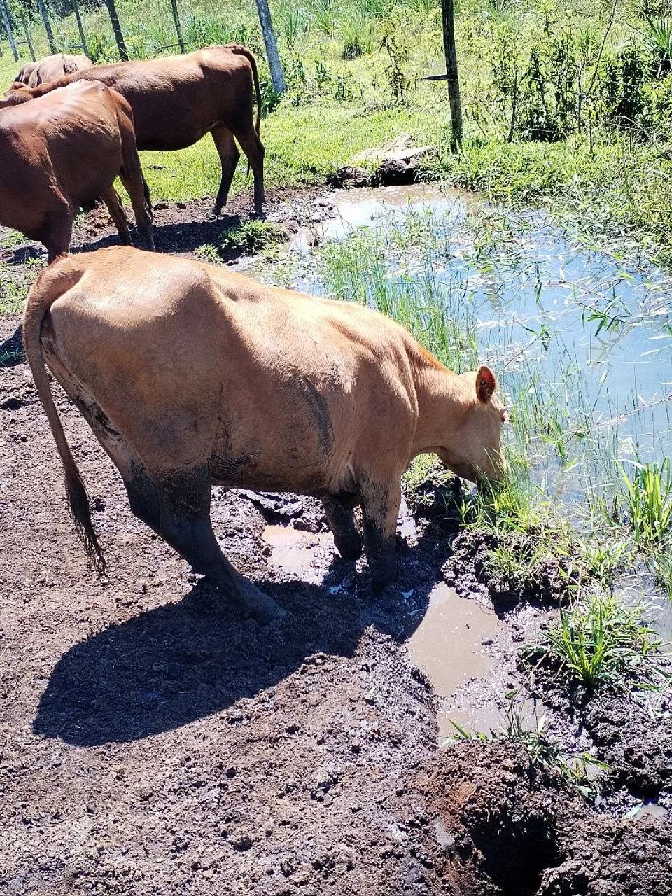 Vacas e novilhas  - Foto 4
