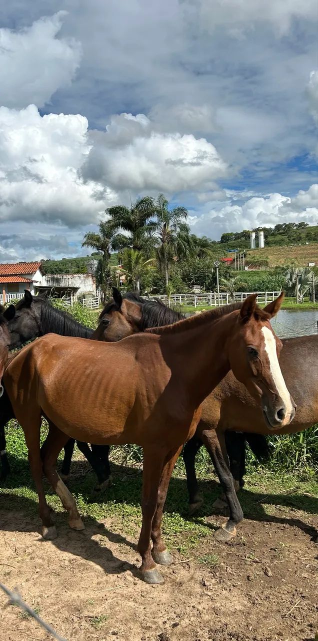 Égua a venda