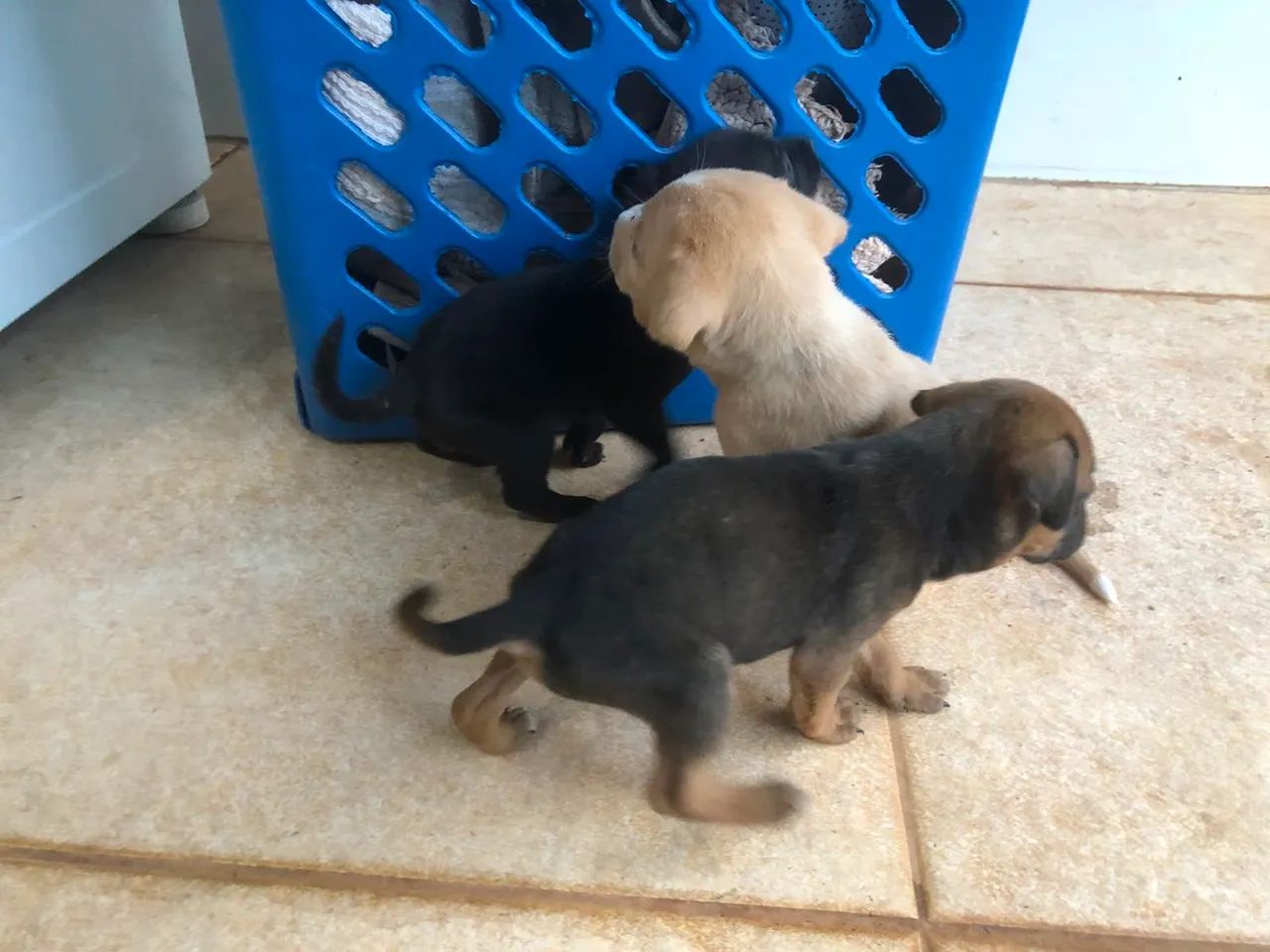 Doação  de  lindos cachorrinhos 