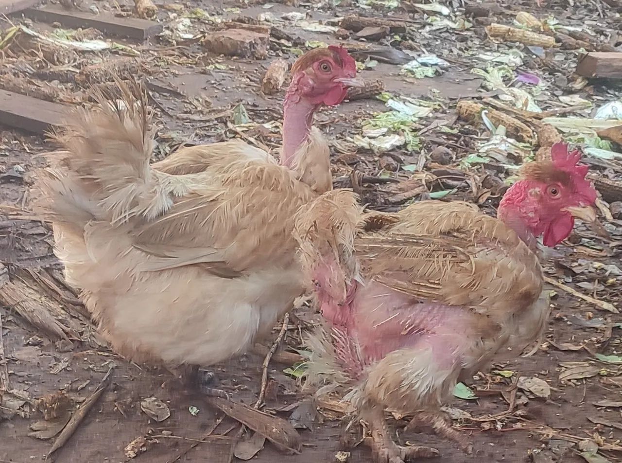 Galinha poedeira - Foto 2