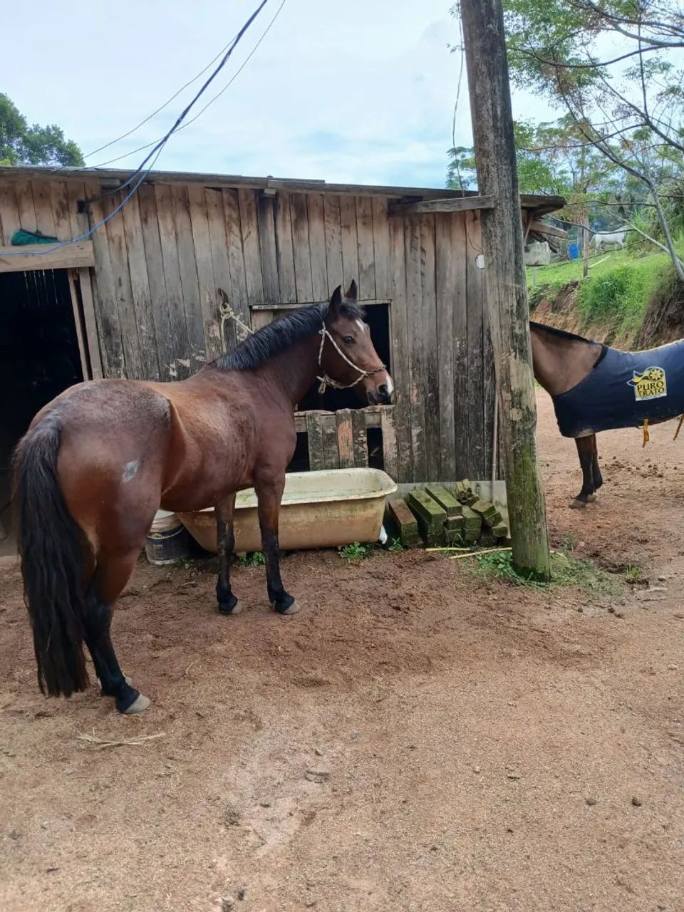 Vendo égua mansa para iniciantes