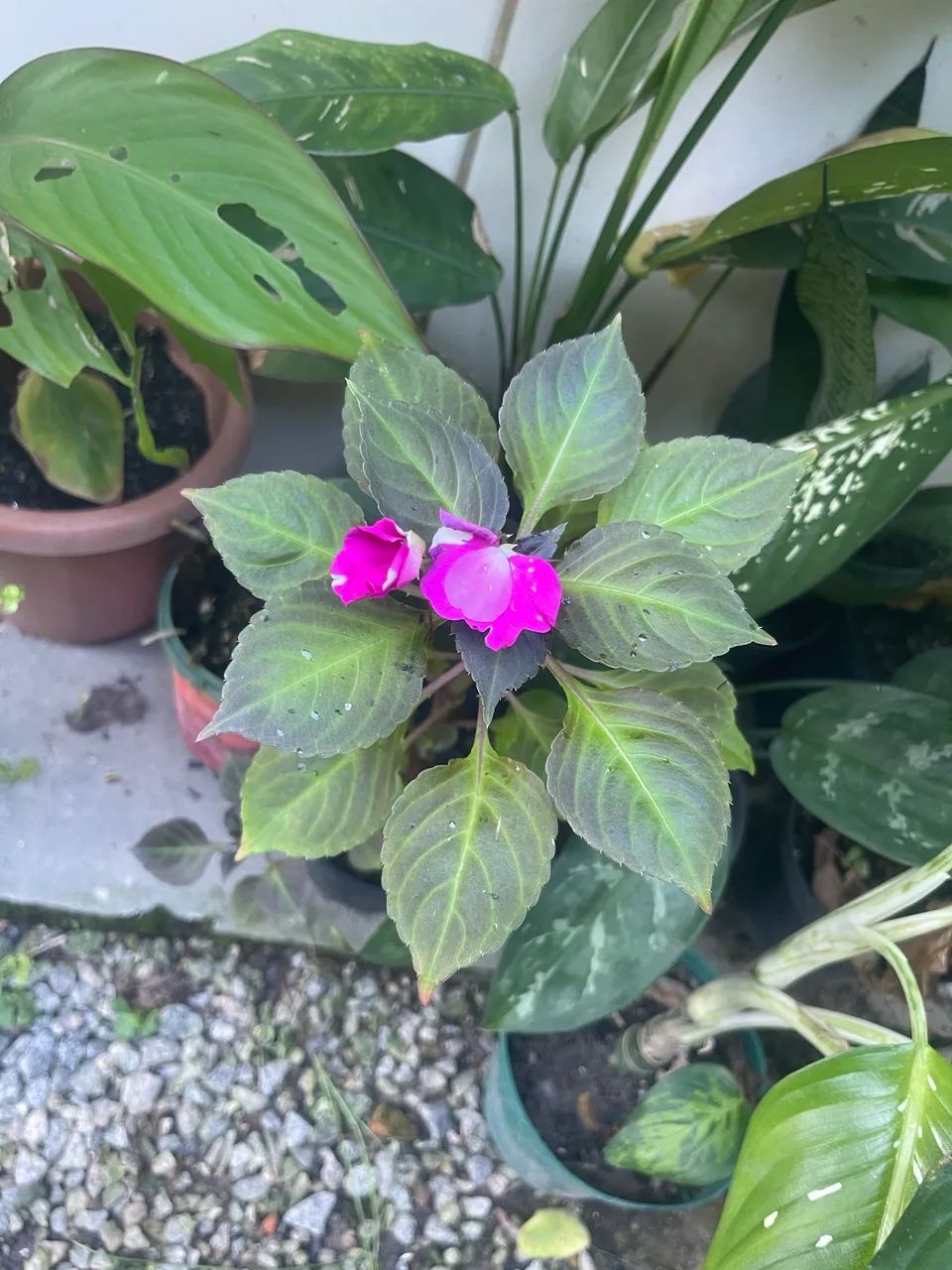 Plantinhas