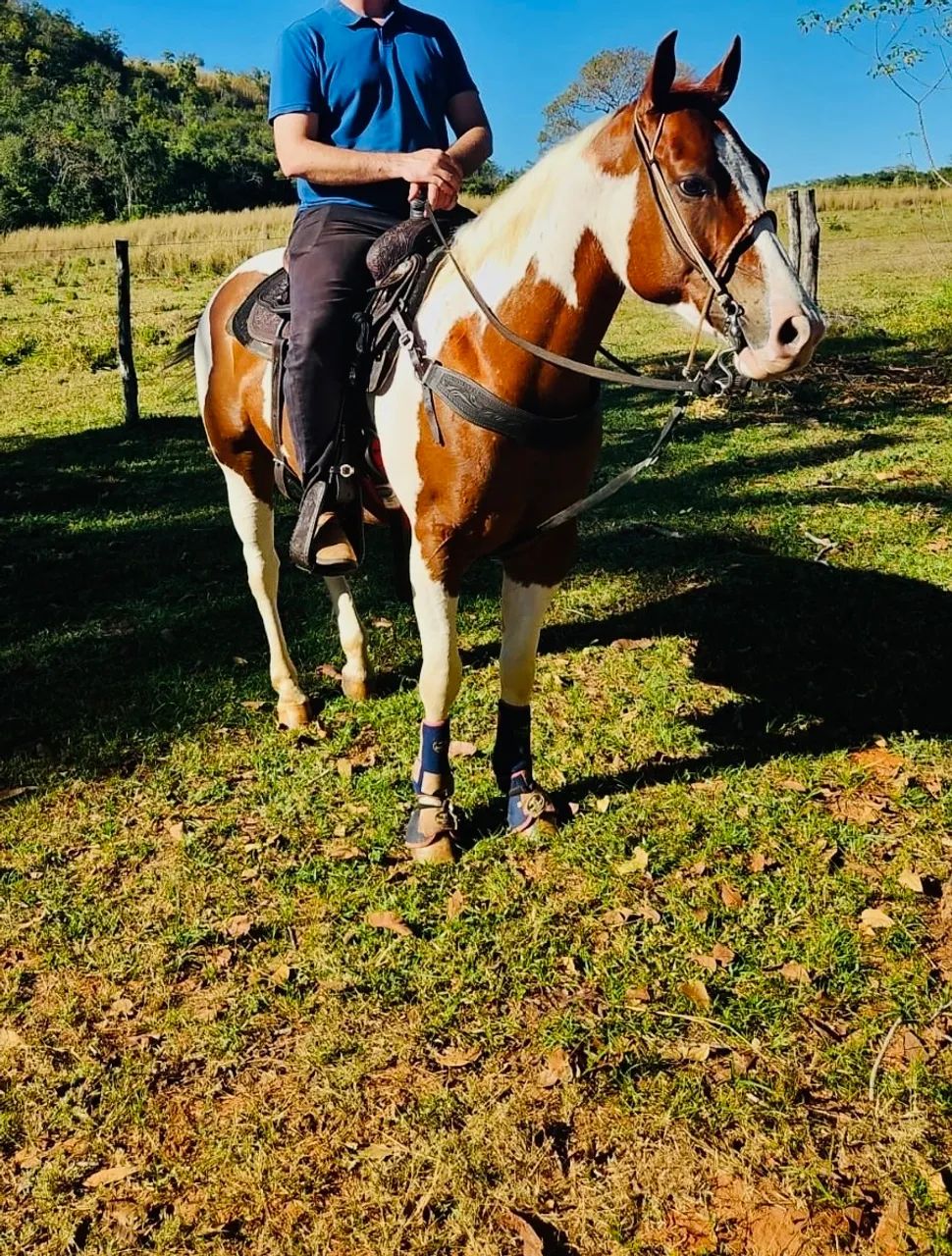 Cavalo Paint Horse P.O. - 6 anos - castrado - Foto 3