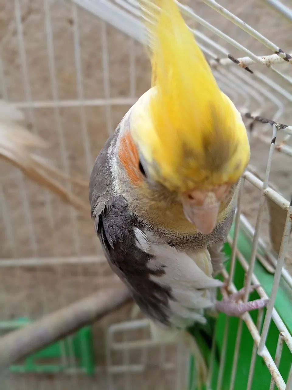 Bebedouro  - Foto 5