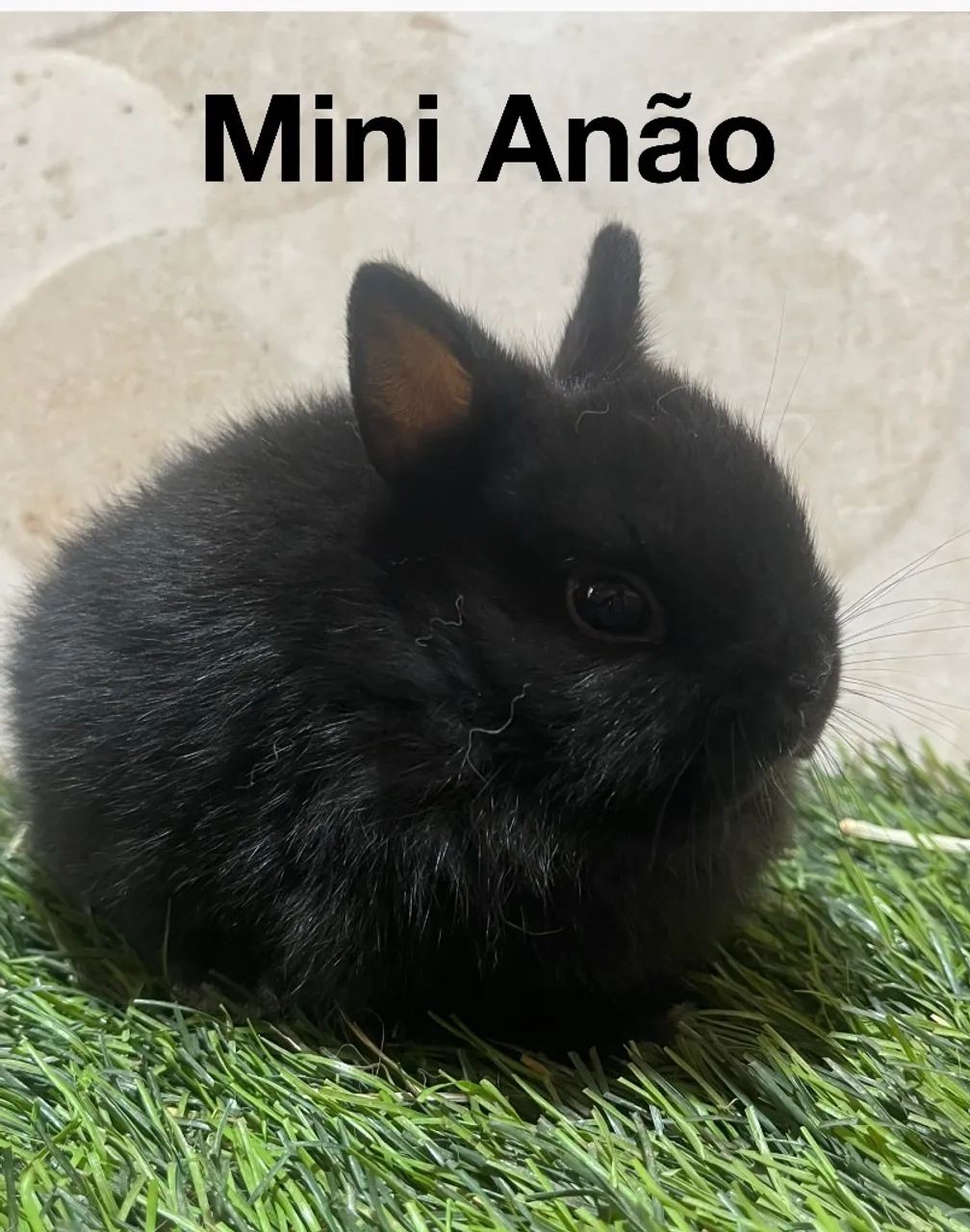 Mini coelhos  - Foto 2