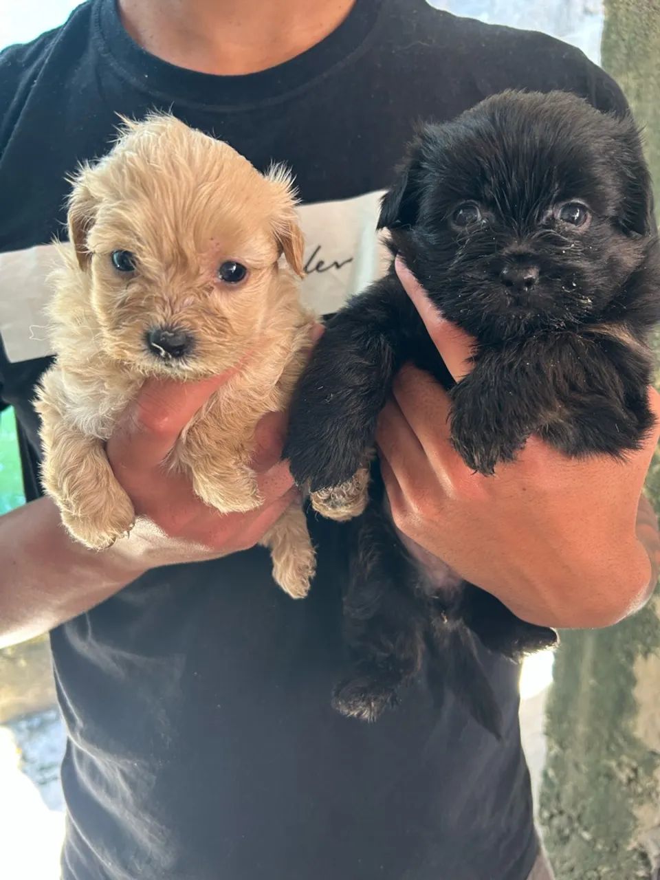 Cachorro - Foto 3