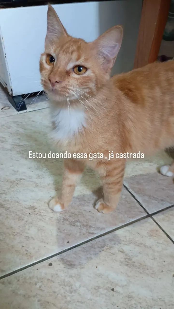 Estou doando esses gatos macho e uma é fêmea já castrada, pra  - Foto 2