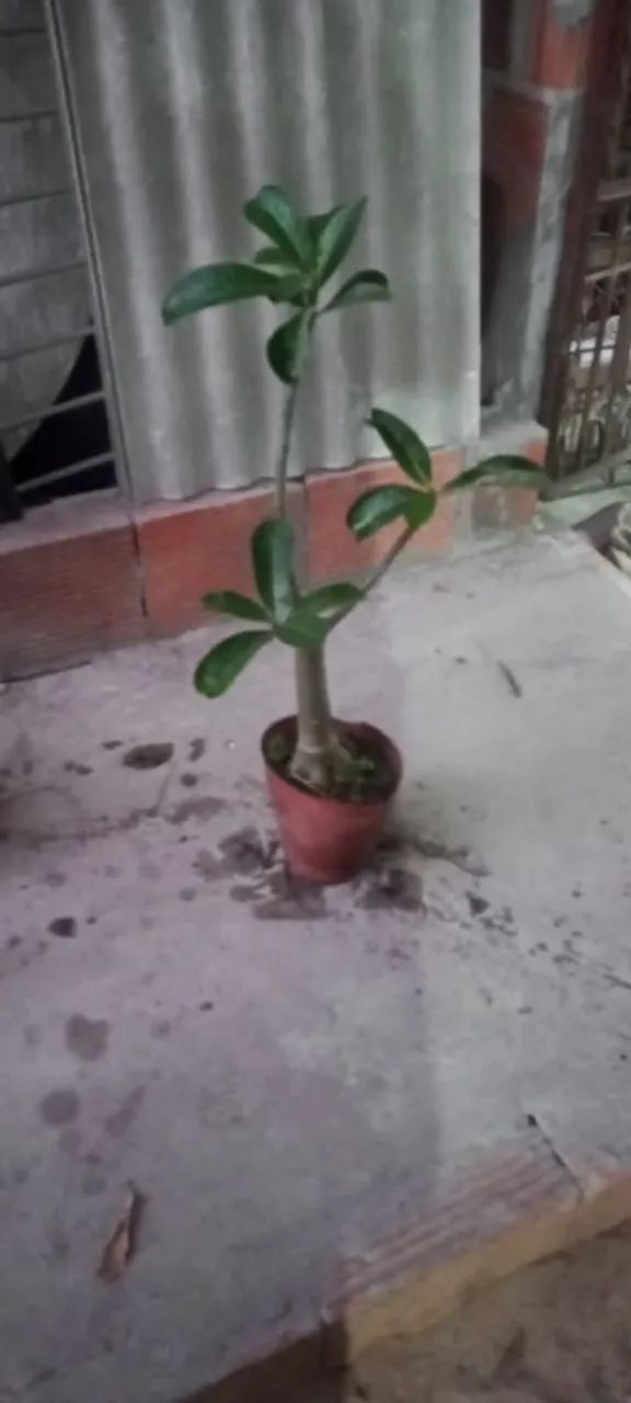 Rosa do Deserto - Foto 4