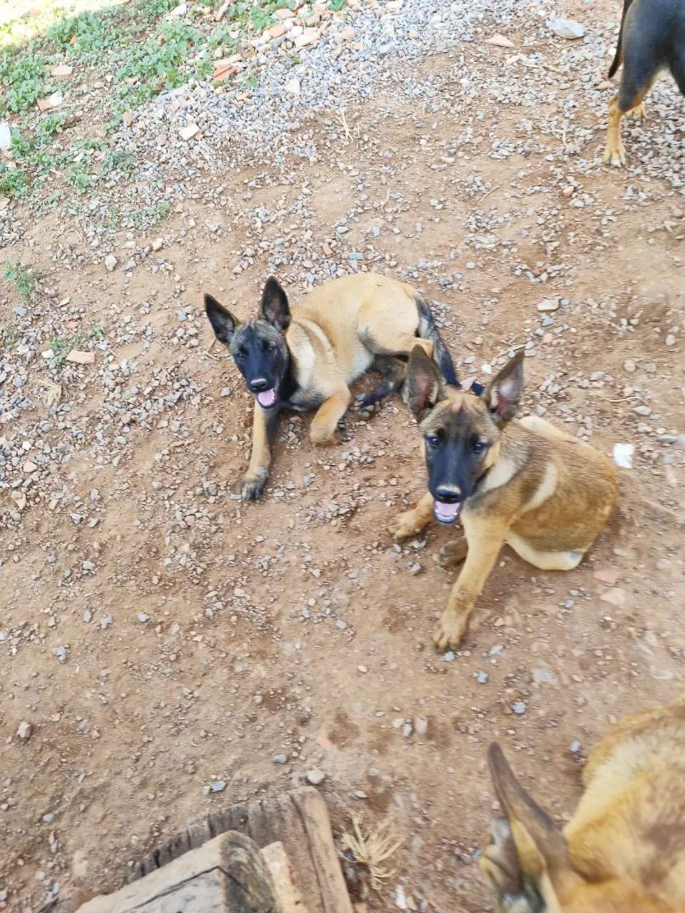 Filhotes de pastor Malinois
