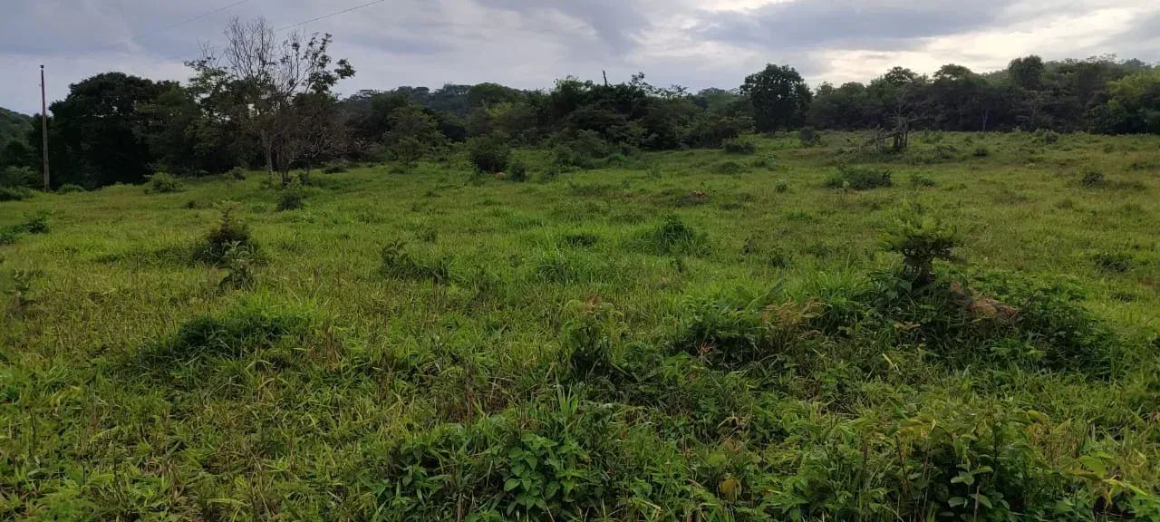 Chácara Cezarina - Foto 4