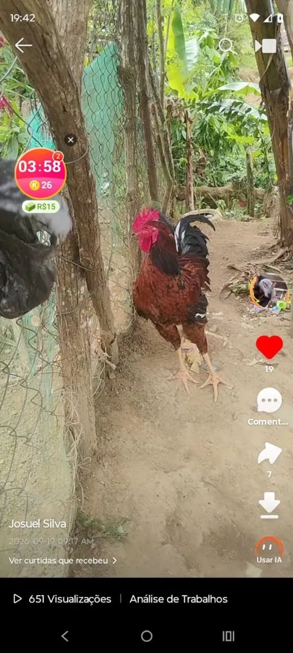 Vendendo esse galo