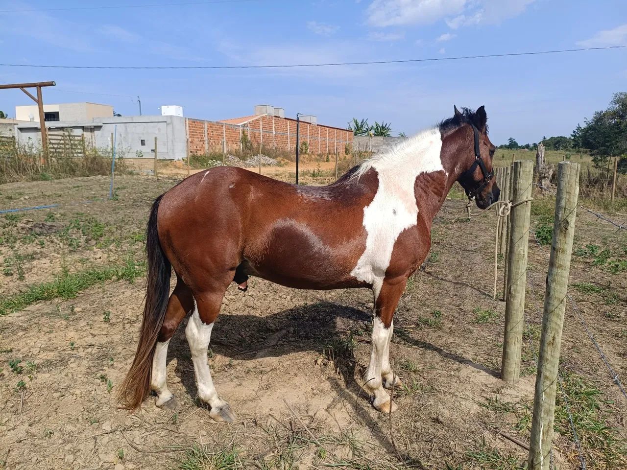 Cavalo