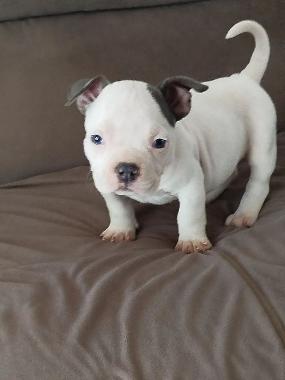 Fêmeas de americano bully com pedigree  - Foto 4