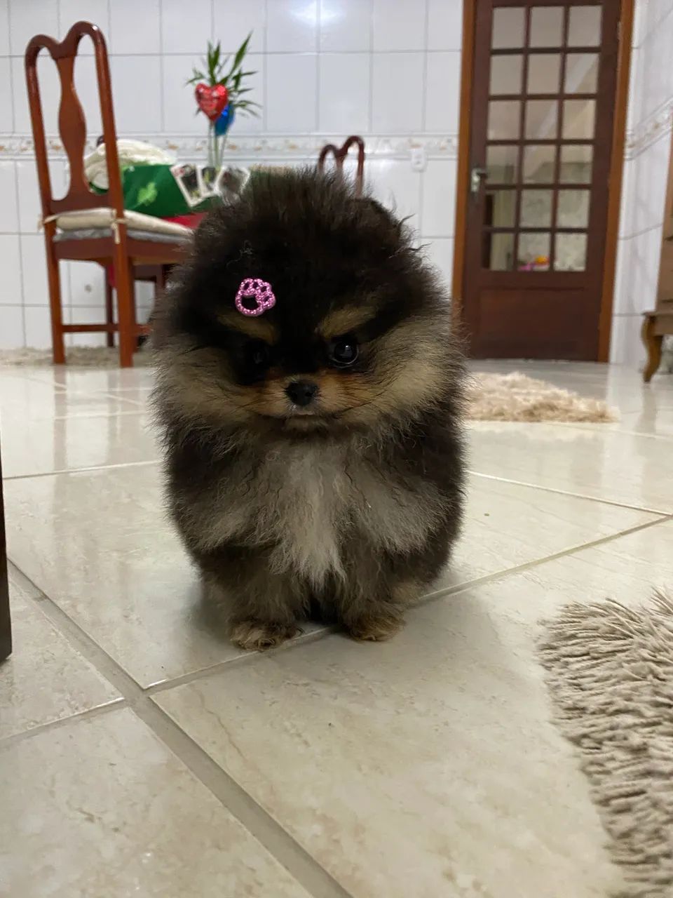 Spitz alemão anão ursinho - Foto 4