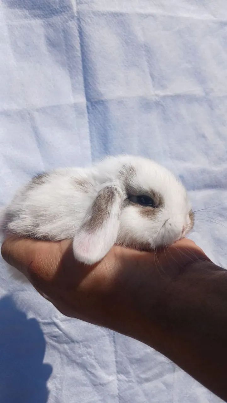 Mini coelhos  - Foto 4