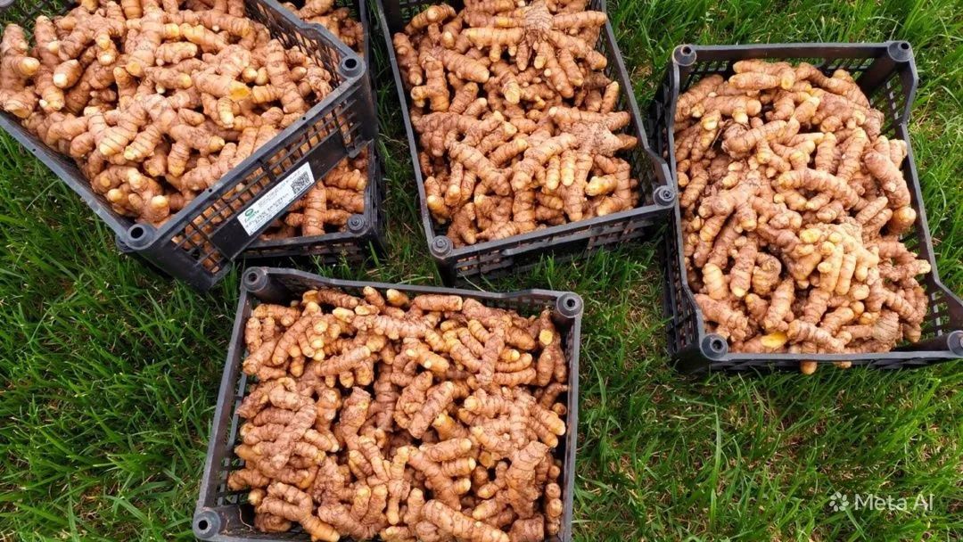 Açafrão ou curcuma