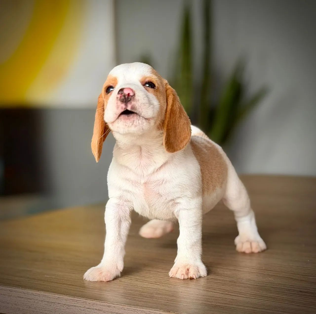Mini beagle  - Foto 4