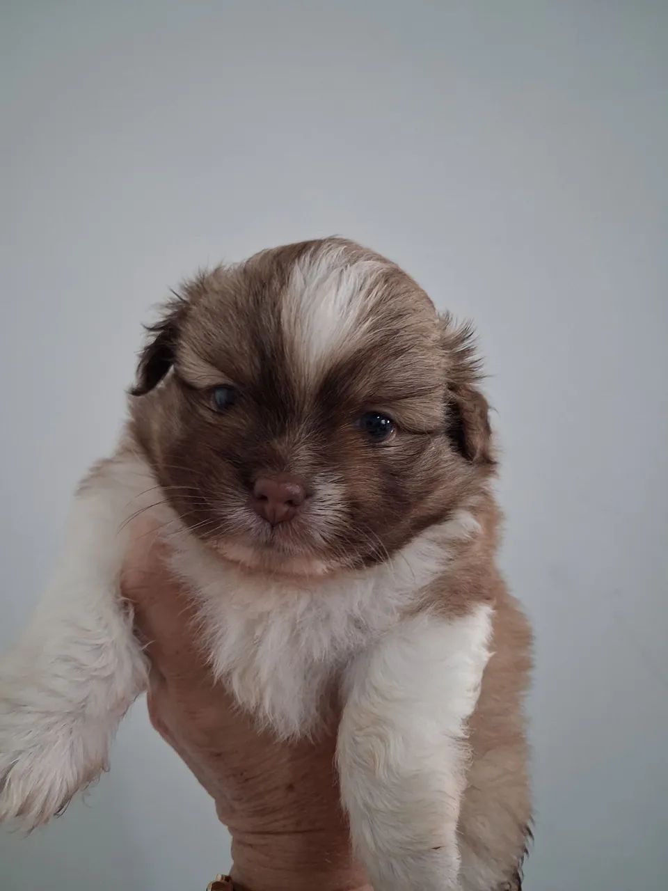 Shihtzu disponível  - Foto 3