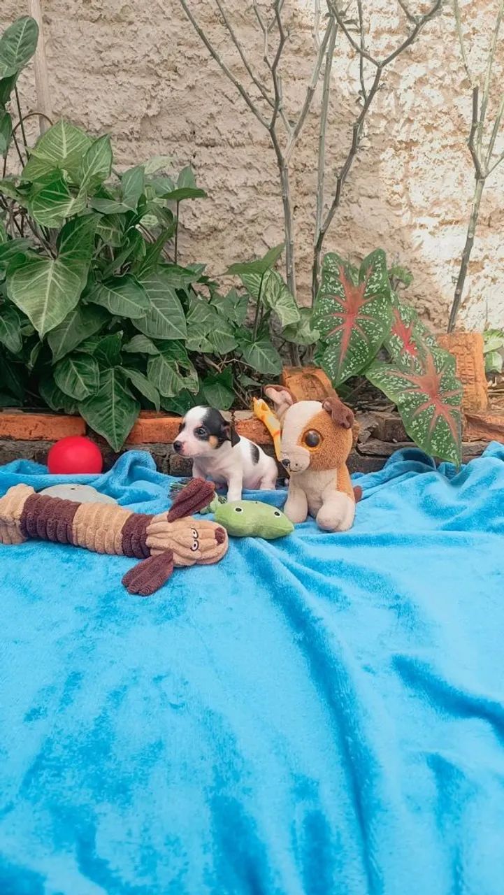 Pinscher n° 0. - Foto 5
