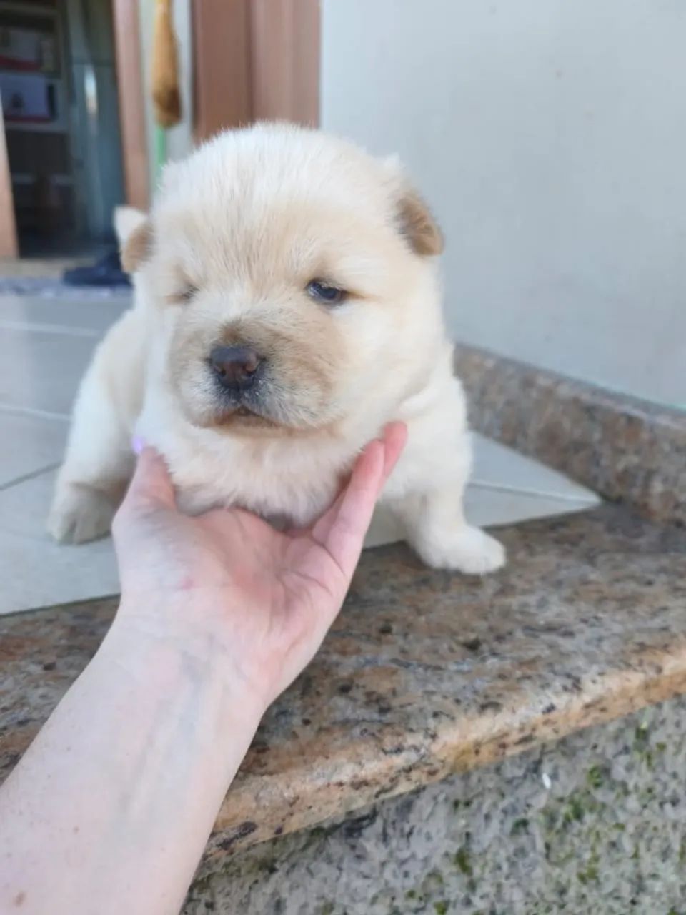 Chow chow Branco - Foto 4