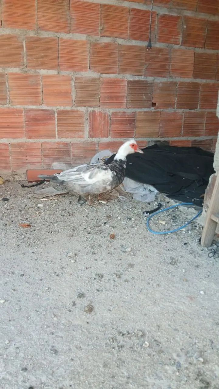 Pato  - Foto 6