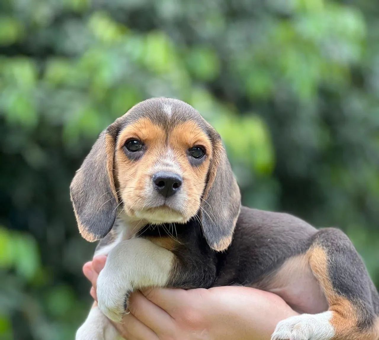 Beagle menor da raça 