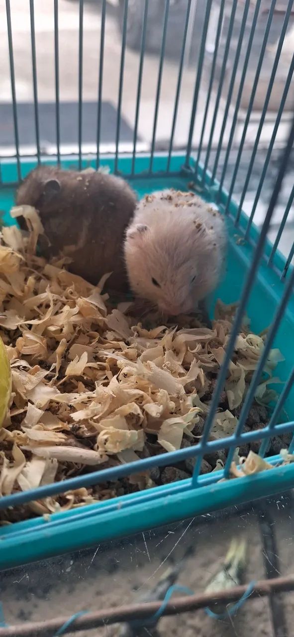 Hamster Sirio - Foto 3